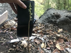 Brachystele unilateralis