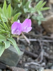 Astragalus vexilliflexus