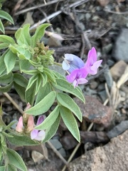 Astragalus vexilliflexus