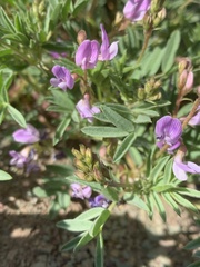 Astragalus vexilliflexus