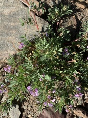 Astragalus vexilliflexus