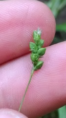 Carex laxiculmis copulata