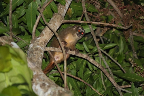 Gray-legged Night Monkey