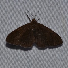 Virbia opella