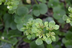 Chrysosplenium pilosum