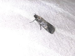 Chararica hystriculella