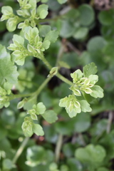 Chrysosplenium pilosum