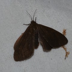 Virbia opella
