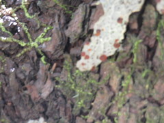 Lobaria anthraspis