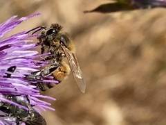 Apis mellifera