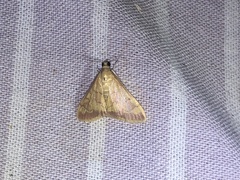 Pyrausta pseudonythesalis