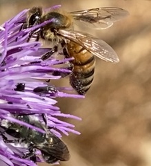 Apis mellifera