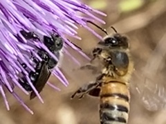 Apis mellifera