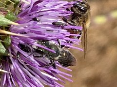 Apis mellifera