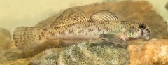 Etheostoma olmstedi