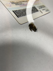 Apis mellifera