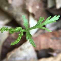 Botrychium angustisegmentum