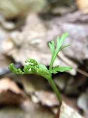 Botrychium angustisegmentum