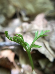 Botrychium angustisegmentum