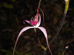 Caladenia harringtoniae