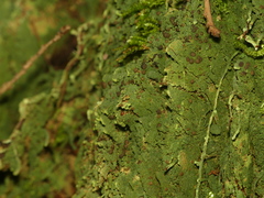 Trapeliopsis viridescens