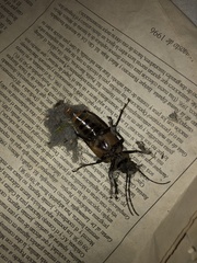 Aplagiognathus spinosus