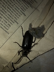 Aplagiognathus spinosus