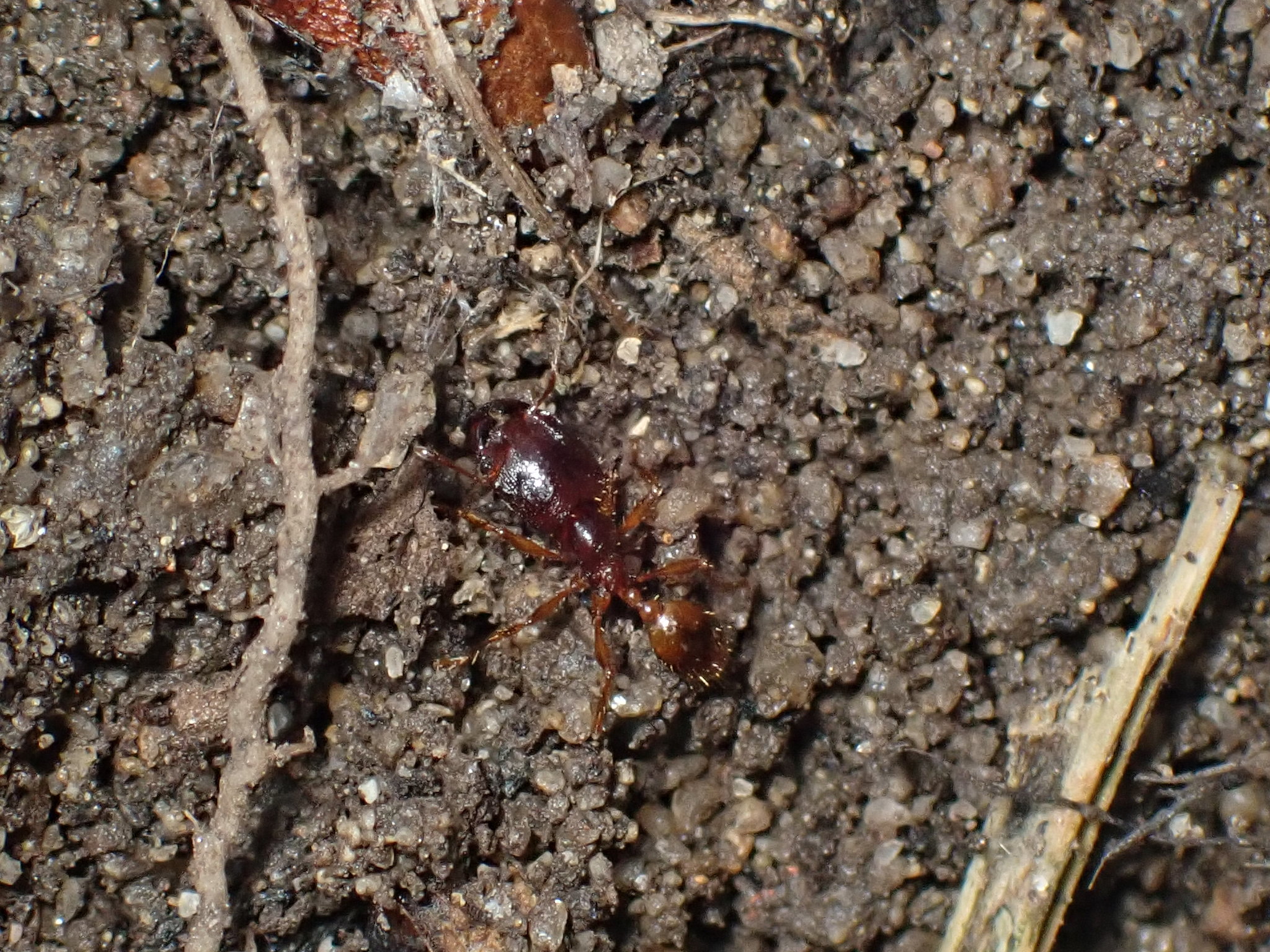 Carebara melasolena