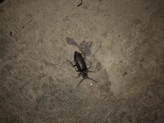 Aplagiognathus spinosus