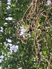 Psaltriparus minimus