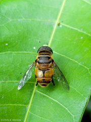 Palpada vinetorum