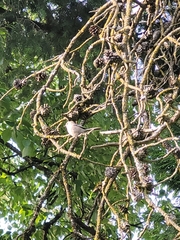 Psaltriparus minimus