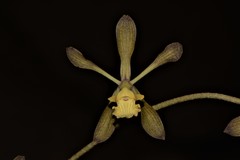 Encyclia adenocarpa