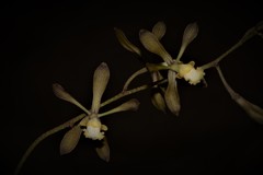 Encyclia adenocarpa