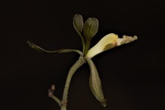 Encyclia adenocarpa