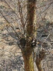 Encyclia adenocarpa