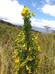 Monticalia arbutifolia