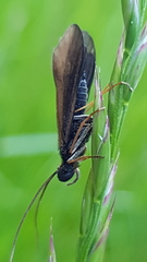 Sericostoma