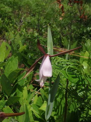 Cleistesiopsis divaricata