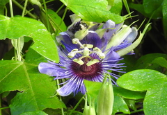Passiflora amethystina