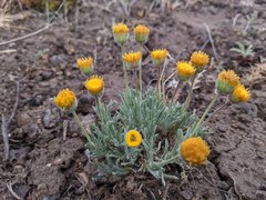 Erigeron chrysopsidis austiniae