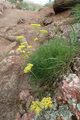 Harbouria trachypleura