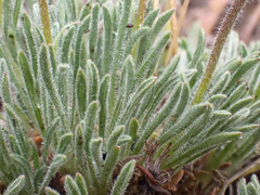 Erigeron chrysopsidis austiniae