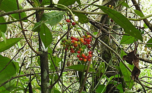 amyruca
