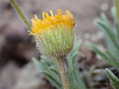 Erigeron chrysopsidis austiniae