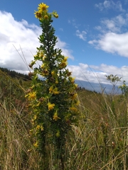 Monticalia arbutifolia