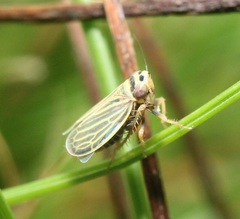 Amblysellus curtisii