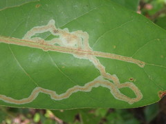 Phyllocnistis hyperpersea