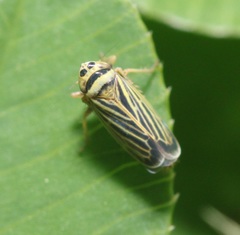 Amblysellus curtisii