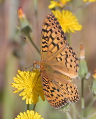 Speyeria coronis